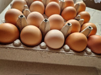 svježa domaća jaja