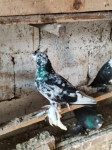 Uzbekistanski golubovi