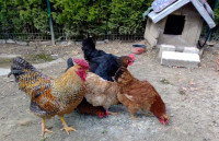 ZELENA JAJA ZA NASAD OD PRVOKLASNIH DOMAĆIH KOKOŠI!