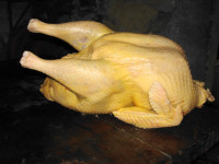 pura brončana domači eko uzgoj