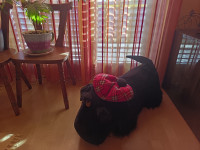 OGROMNI PLIŠANI PAS ⚡⚡⚡