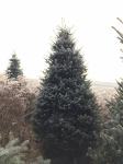 Božićna drvca do 14 metara