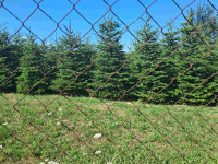 BOŽIĆNA DRVCA, NORDIJSKA JELA VISINE DO 2,2 M