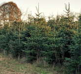 Božićna drvca - Normandijska jela