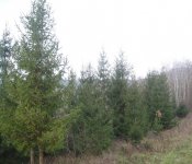 Božićni borovi, veliki, do 8 metara visine, SUPER POVOLJNO