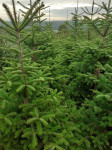 Prodaja borova na veliko i malo