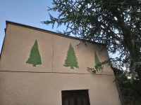 Rasadnik Baćindol - BOŽIĆNA DRVCA / Best Quality CHRISTMAS TREES 2025