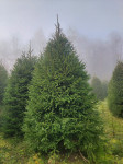 XXL Obična smreka