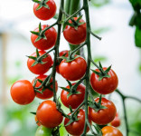 Cherry rajčica