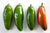 Čili svježi i suhi