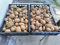 Domaći krumpir (crveni i žuti)