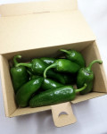 Jalapeno svježa papričica