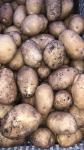 Mladi krumpir 7 kn/kg