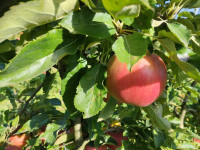 Prodaja raznih vrsta jabuka i 100% prirodnog soka, dostava do Zagreba