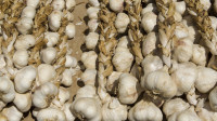 Prodajem   ČEŠNJAK / domaći BIJELI LUK