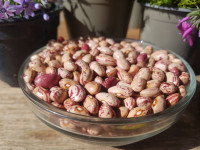 PRODAJEM DOMAĆI  NISKI GRAH TREŠNJAR