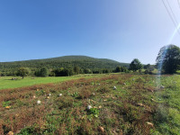 Ekološke tikve - buče za jelo