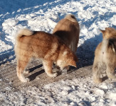 Akita Inu štenci
