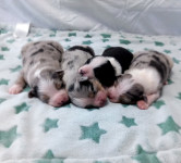 AUSTRALSKI OVČAR ŠTENCI