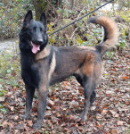 Belgijski ovčar Malinois 11 mj-PRILIKA!   cijena fixna