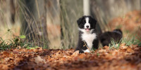 BORDER COLLIE S RODOVNICOM