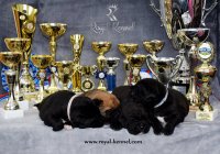 Cane Corso štenci šampionskog porijekla