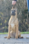 Cane Corso ženka