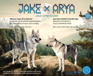 Čehoslovački vučji pas štenci