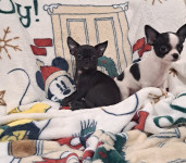 Čivava CHIHUAHUA Čivave