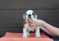 ENGLESKI BULDOG ŠTENCI