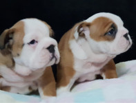 Gesundheitsgeprüfte Englische Bulldoggenwelpen zu verkaufen