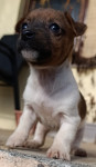 Jack Russell terrier