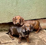 Jazavčari-kunićari , patuljasti i standard