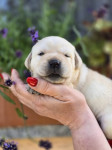 Labrador Retriver čistokrvni štenci sa rodovnikom