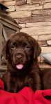 Labrador retriver  štenci  smeđi i žuti sa rodovnicom