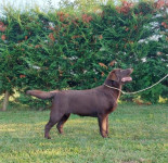 Labrador, čokoladno muško štene