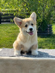 Welsh corgi pembroke ,Velški korgi pembroke