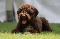 Lagotto Romagnolo štenci - VRHUNSKO LEGLO!!!