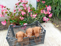 Madjarska vizla - stenci