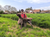 Njemački kratkodlaki ptičar