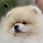 Njemački patuljasti spic-Pomeranac