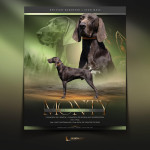 Njemački pticar kratke dlake štenci 5mj