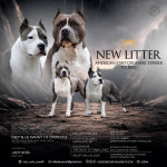 Plavi Štenci Američkog Staforda