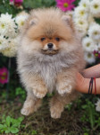 Pomeranac