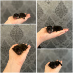 Pomeranac vrhunskog podrijetla s rodovnicom HKS-a