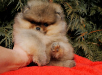 Prekrasne cure i dečko pomeranski špic.