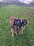 psi leonberger