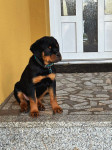 Rottweiler štenci s rodovnicom
