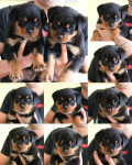 ROTTWEILER ŠTENCI SA RODOVNICOM