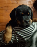 Rottweiler štenci stari 11 tjedana